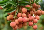 Xuất khẩu vải thiều sang Thái Lan: Sau 10 tấn đi đường biển, có thêm 2 tấn đường hàng không