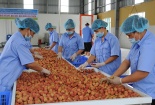 Xuất khẩu lô vải thiều đạt chuẩn đầu tiên đi châu Âu theo Hiệp định EVFTA 