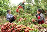 Quảng bá đặc sản địa phương ra thị trường quốc tế, các nước đã làm thế nào? 