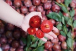 Mận Ruby Sơn La lên máy bay vào TP.HCM, bán với giá 230.000 đồng một kg