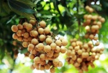 Việt Nam tìm kiếm cơ hội xuất khẩu cho nhãn và các sản phẩm từ nhãn