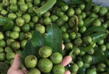 300.000 đồng một kg sấu đông lạnh Việt Nam tại thị trường Úc