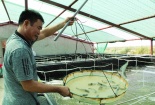 Chậm cấp mã số vùng nuôi, con tôm hẹp đường xuất khẩu 