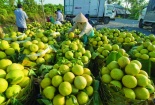 Ảnh hưởng dịch bệnh, nhiều nông sản Sóc Trăng cần được hỗ trợ tiêu thụ