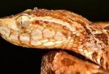 Nghiên cứu mới: Băng keo y tế làm từ nọc rắn giúp cầm máu nhanh