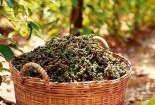 Dù ảnh hưởng dịch bệnh, giá hạt tiêu trong nước vẫn tăng