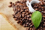 Giá cà phê trong nước tăng trở lại