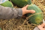 Thực phẩm chứa hóa chất: Nguy hiểm khó lường với hoạt chất ép chín trái cây