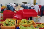 Chấn chỉnh công tác quản lý mã số vùng trồng, cơ sở đóng gói nông sản