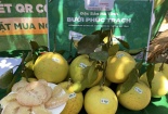 Hà Tĩnh thúc đẩy tiêu thụ bưởi Phúc Trạch trên sàn thương mại điện tử