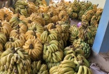 Trung Quốc siết điều kiện nhập khẩu, hàng ngàn tấn chuối của Lào Cai chưa biết tiêu thụ ở đâu