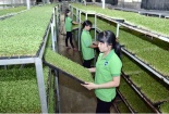 Tăng cường sử dụng phân bón hữu cơ, nâng cao chất lượng nông sản 