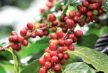 Dự báo xuất khẩu cà phê tăng mạnh, nhu cầu thị trường Hàn Quốc tăng cao 