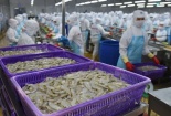 Doanh nghiệp thuỷ sản lo thiếu nguyên liệu sản xuất cuối năm