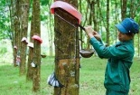 Khoảng 40 nhà máy chế biến mủ cao su được cấp chứng chỉ quốc tế vào cuối năm 2021