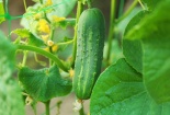 Nguy cơ ngộ độc bầu bí, dưa chuột do chứa nhựa đắng cucurbitacin 