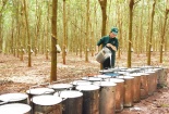Cao su Việt Nam xuất khẩu sang Hoa Kỳ tăng mạnh