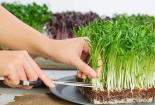 Ăn rau mầm không đúng cách có thể dẫn đến nguy cơ tử vong
