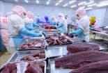 Xuất khẩu cá ngừ sang Trung Quốc tăng trưởng vượt bậc