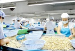 Cơ sở chế biến điều cần đạt quy chuẩn nào?
