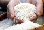 Kiến nghị xây dựng Nghị định quản lý sử dụng Nhãn hiệu Gạo Việt Nam/Vietnam Rice 