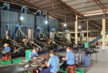 Bình Phước cải tiến công nghệ, 'đòn bẩy' cho ngành điều