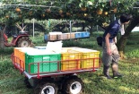 Ứng dụng trí tuệ nhân tạo vào quá trình sản xuất trái cây