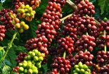 Quy chuẩn kỹ thuật quốc gia về chất lượng vật liệu nhân giống cây công nghiệp