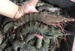 Cách chọn tôm ngon để không mua phải hàng kém chất lượng