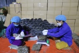 HTX Tài Hoan áp dụng ISO 22000, ISO 14001 kết hợp 5S: Đưa miến dong Bắc Kạn ra thị trường thế giới