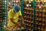 Công ty CP Hamona Việt Nam tăng số lượng đơn hàng nhờ áp dụng thành công và đạt chứng nhận ISO