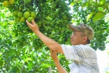 Mở rộng thị trường hướng đến mục tiêu phát triển cây ăn trái bền vững