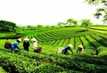 Chè Tân Cương Hoàng Bình - thương hiệu tin cậy nhờ áp dụng HTQL tích hợp kết hợp công cụ NSCL