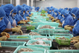 Việt Nam nhập khẩu thủy sản vào thị trường Nga tăng mạnh