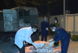 Bắt giữ 1 tấn bì lợn bốc mùi hôi thối đang mang đi tiêu thụ tại Thanh Hóa