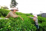 Chương trình 68: Hơn 1.100 sản phẩm được hỗ trợ bảo hộ quyền sở hữu trí tuệ trong nước
