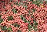 Phát triển tài sản trí tuệ: Vải thiều Bắc Giang được bảo hộ nhãn hiệu tại nhiều quốc gia
