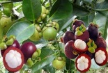 Cảnh báo khẩn trước việc thương lái ồ ạt thu mua lá măng cụt 