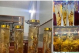 Loạn giá, loạn chất lượng sâm Ngọc Linh trước Tết Nguyên Đán