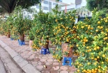 Chùm ảnh: Nhộn nhịp sắc xuân khắp phố phường Hà Nội