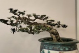 Mãn nhãn những tác phẩm bonsai đặc sắc, hội tụ tiêu chí ‘cổ, kỳ, mỹ, văn’
