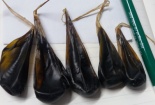 Uống mật khỉ để phòng bệnh, trẻ 9 ngày tuổi ngừng thở, ngừng tim 