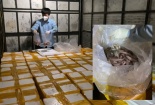 Ngăn chặn gần 2 tấn cá khoai chứa formol đang trên đường đi tiêu thụ
