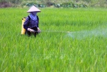 Quy chuẩn chất lượng thuốc bảo vệ thực vật yêu cầu gì?
