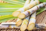 Cảnh báo dấu hiệu buôn lậu, gian lận xuất xứ mía đường 