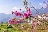 Lên đỉnh Fansipan mùa tháng 4 để ngắm ngàn hoa khoe sắc 