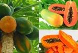 Mẹo chọn mua đu đủ chín tự nhiên, không tẩm hóa chất