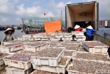 Chất lượng hải sản giảm sút vì công nghệ bảo quản cũ