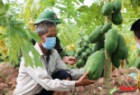 Thúc đẩy hoạt động sở hữu trí tuệ ở địa phương