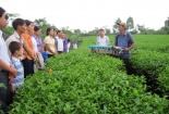 Thúc đẩy khoa học công nghệ, đổi mới sáng tạo nâng cao năng suất trong nông nghiệp